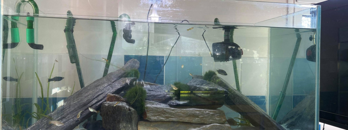 aquarium axolotls