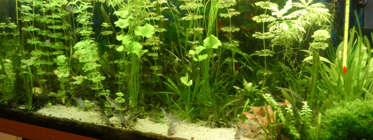aquarium Bac communautaire