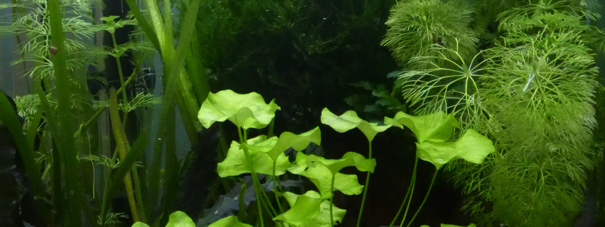 aquarium Guppy Endler