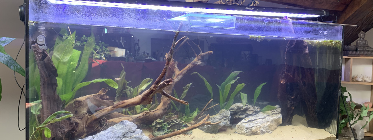 aquarium La colonie de vacances