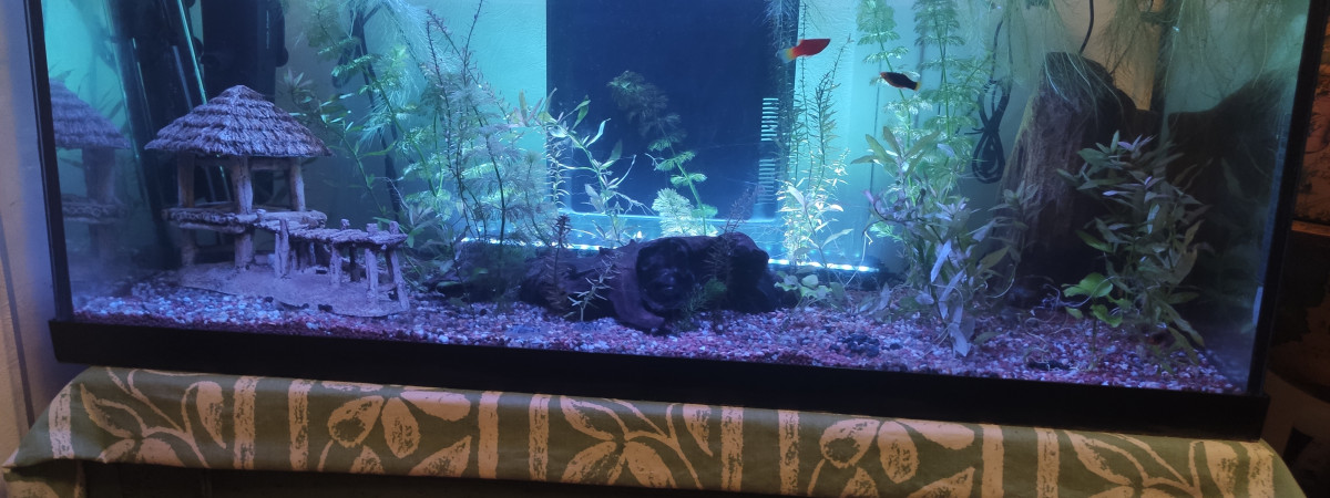 aquarium Aquarium zen