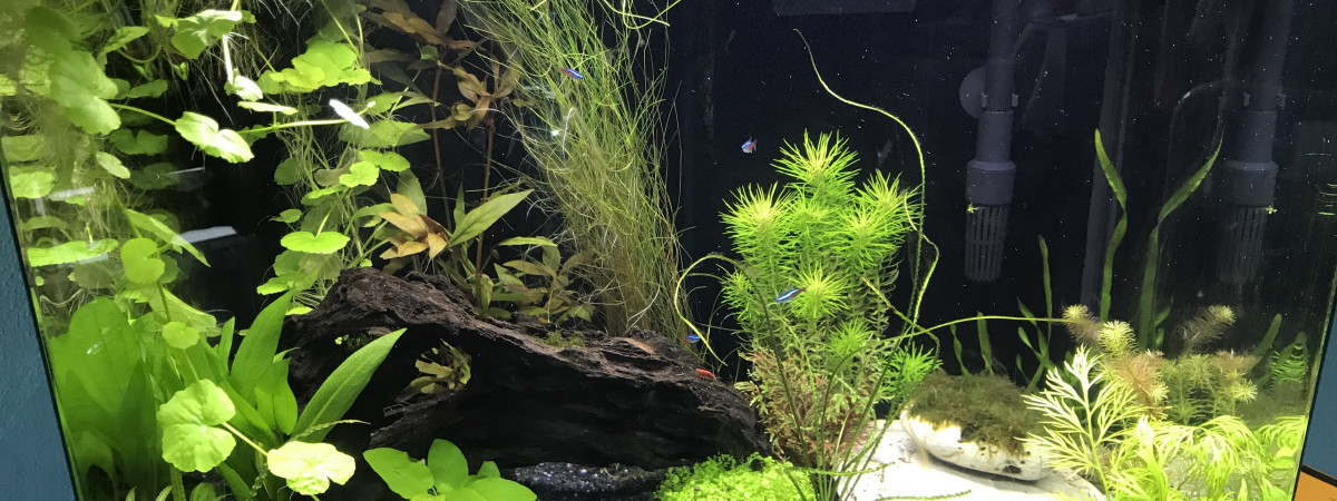 aquarium Redsea Aqua