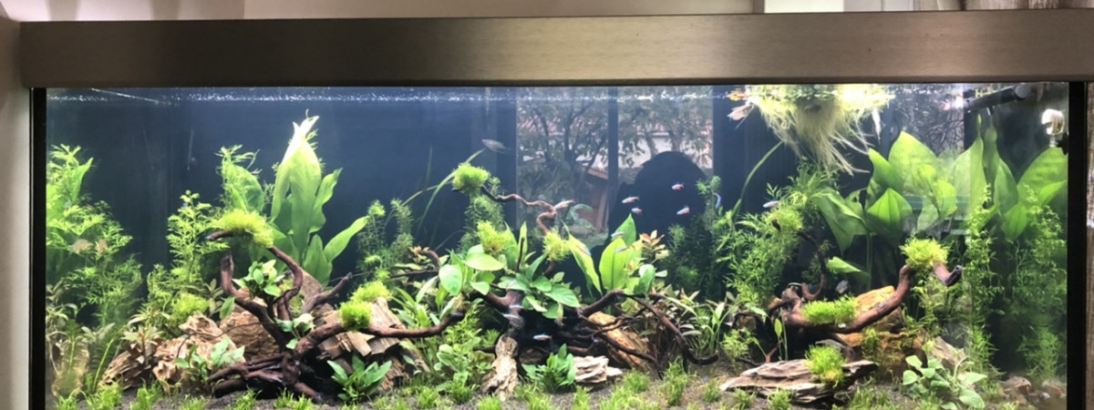 aquarium Roos
