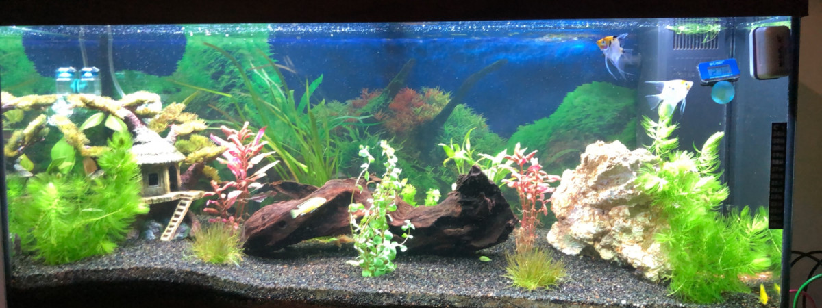 aquarium Aquarium familial