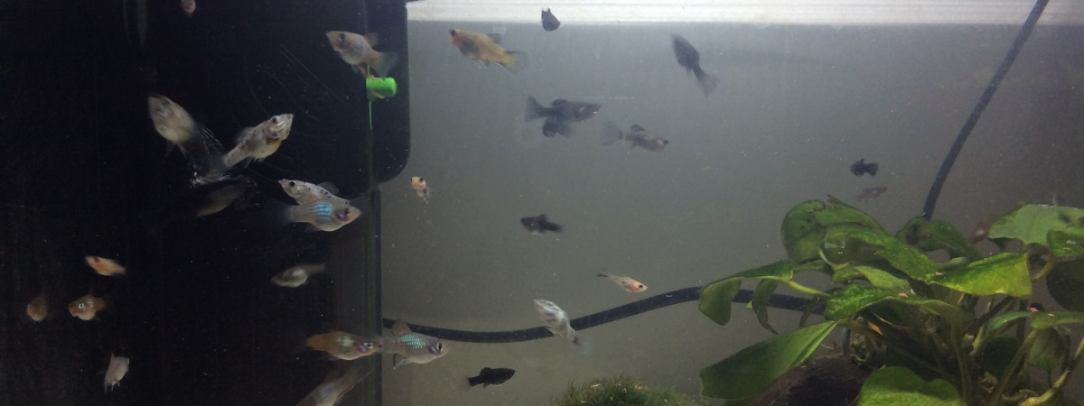 aquarium Petit aquarium