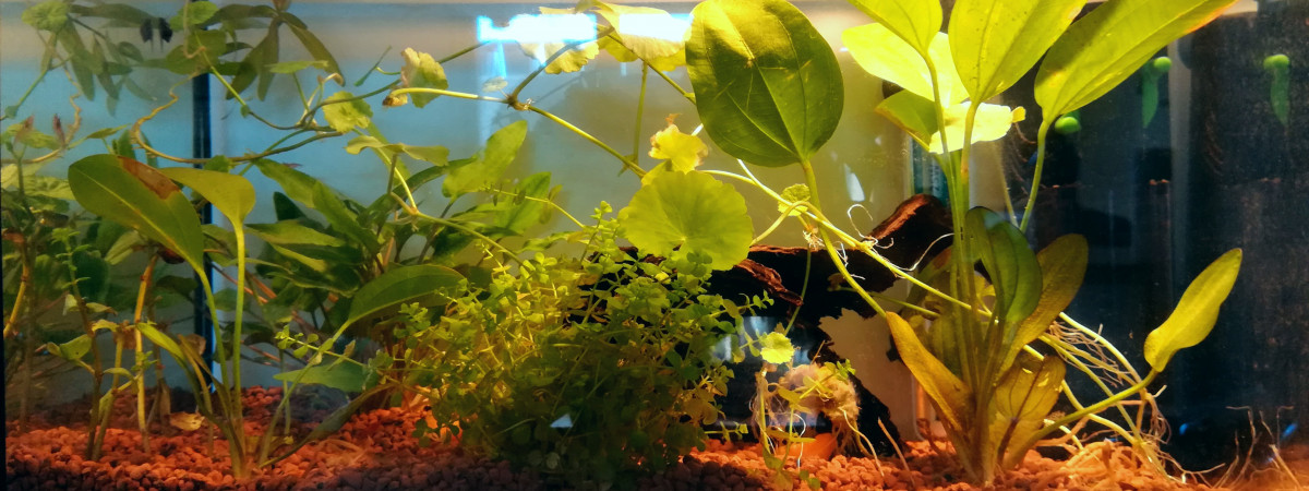 aquarium 20L