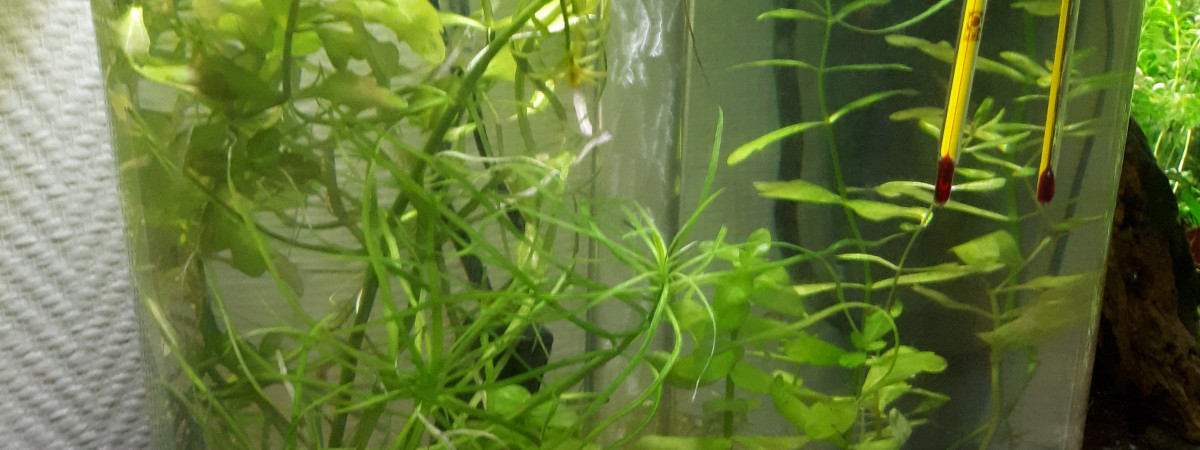 aquarium ASCENSEUR