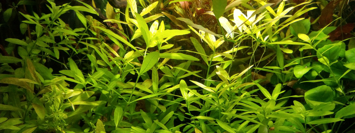 aquarium 50 L Communautaire