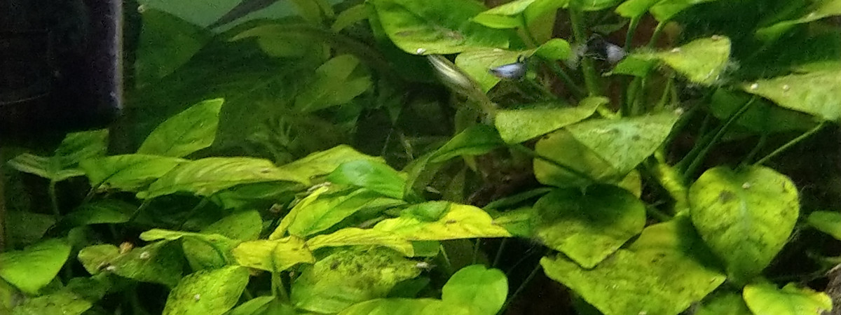 aquarium 60 L Guppies Endler