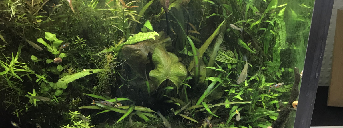 aquarium Bac Zen 2