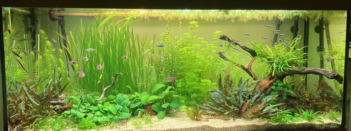 aquarium Communautaire