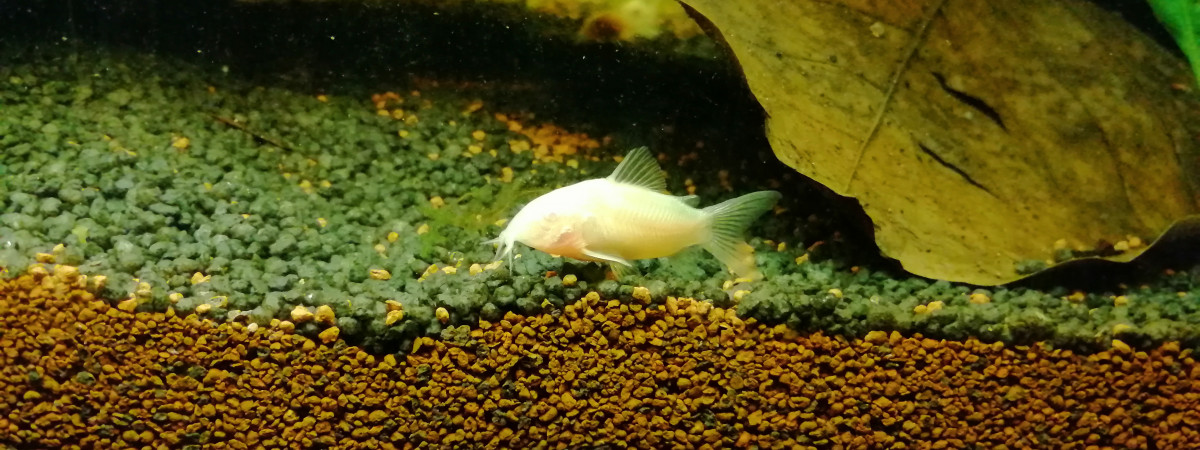 aquarium Aquarium amazonien