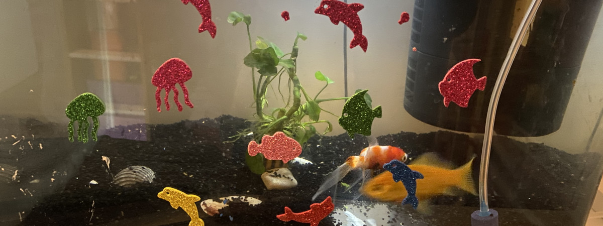 aquarium Poissons rouges