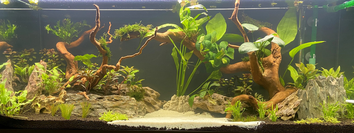 aquarium bureau amazo