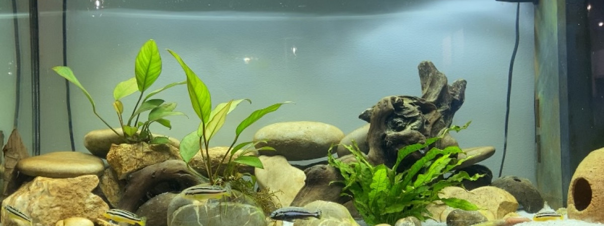 aquarium Malawi