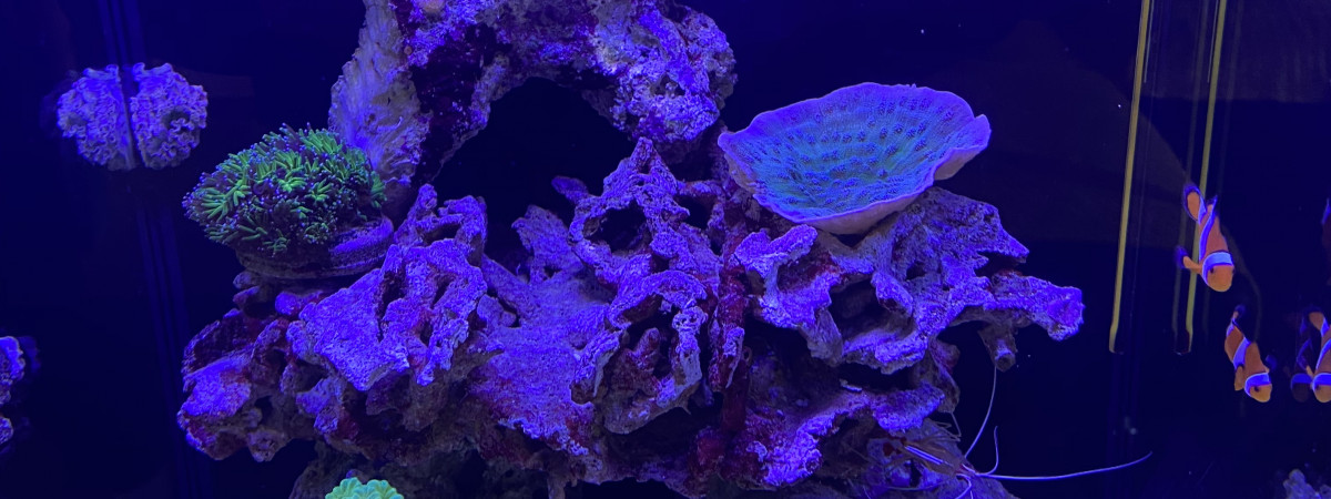aquarium Nano