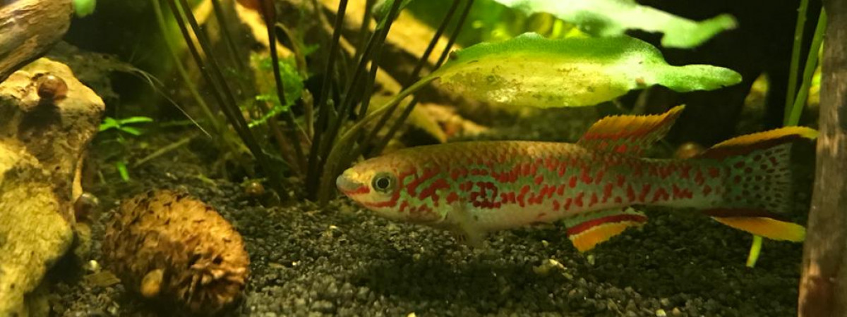 aquarium Fundulopanchax nigerianus