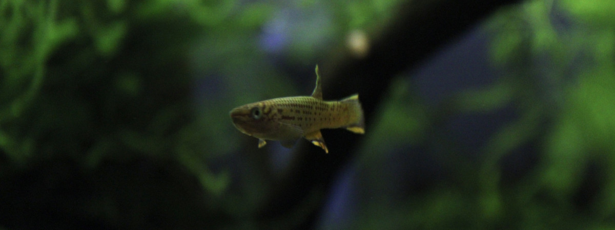 aquarium Aphyosemion callurium