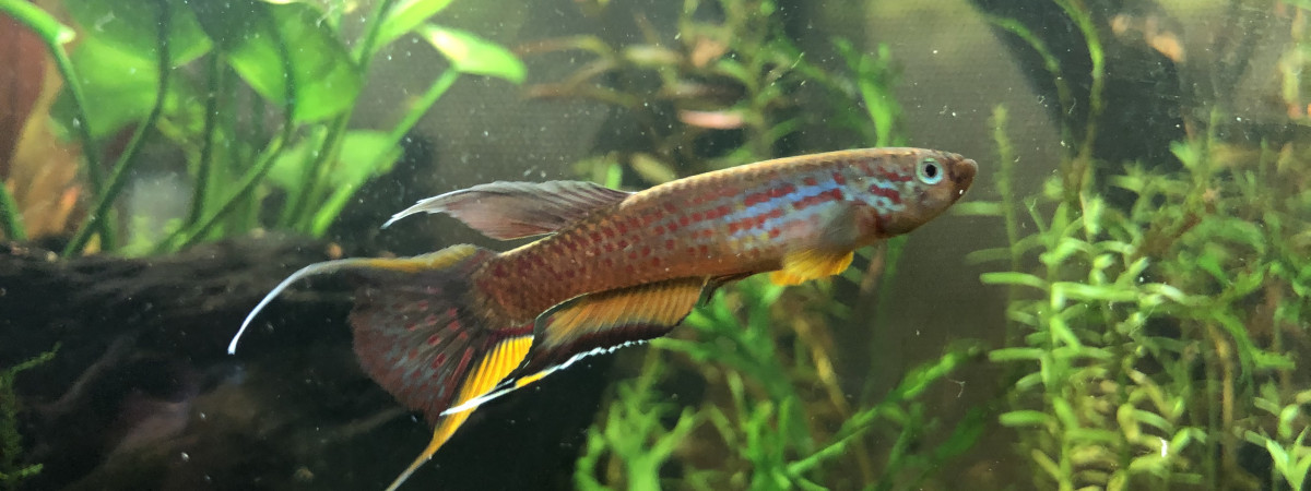 aquarium Aphyosemion australe chocolat