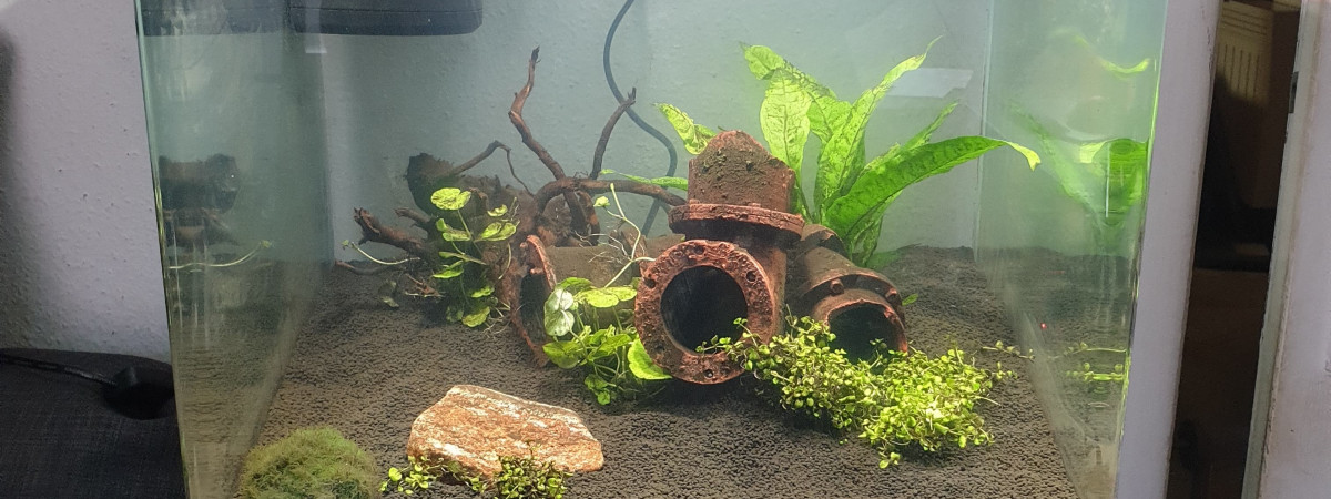 aquarium Mon 2nd Aqua