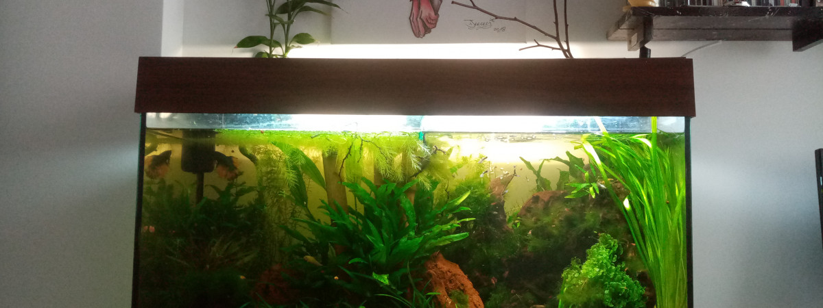 aquarium Principal 100l