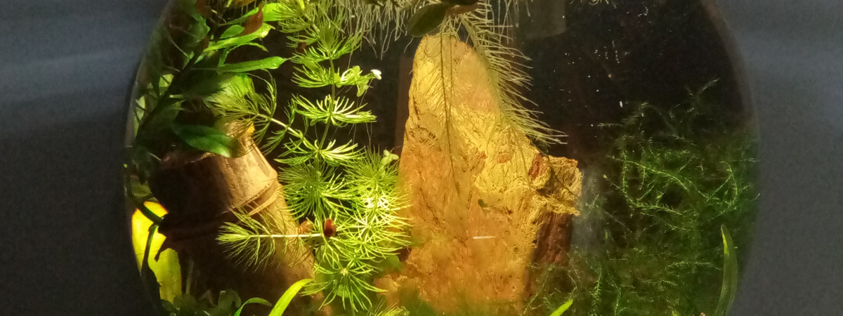 aquarium Secondaire 6l