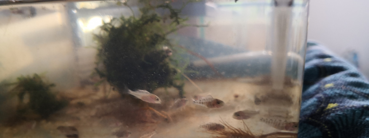 aquarium Tous plein des nano moches avec des boutures