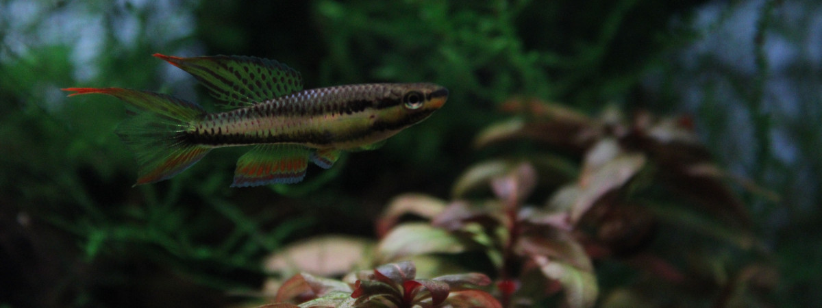aquarium Chromaphyosemion koungueense Bonepoupa ADGP 11-19