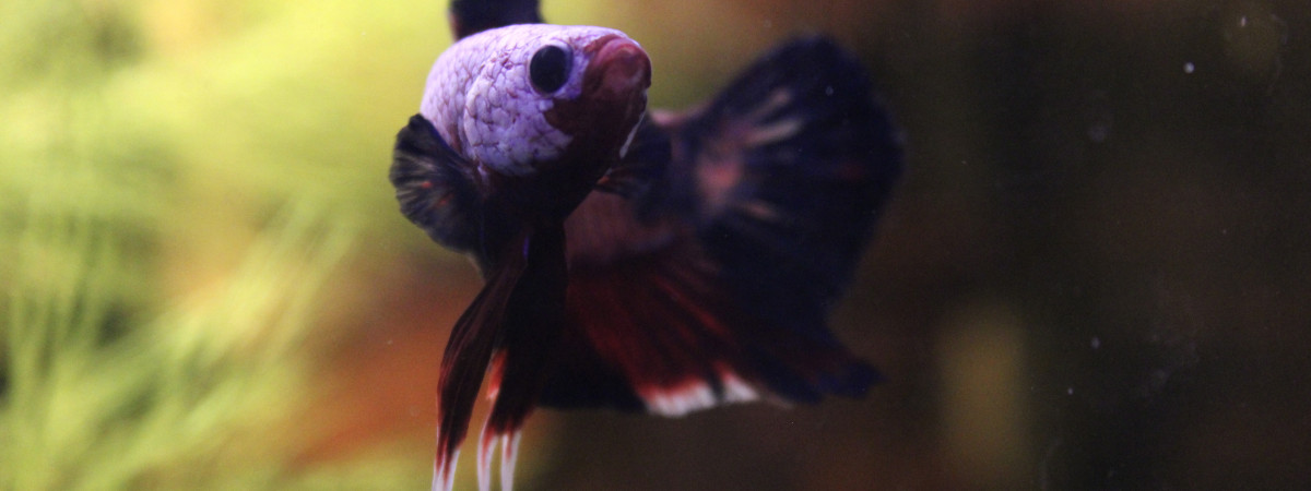 aquarium Betta plakat hallfmoon fancy