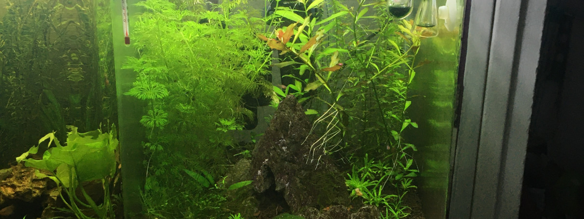 aquarium Caridina red galaxys et boraras brigitae