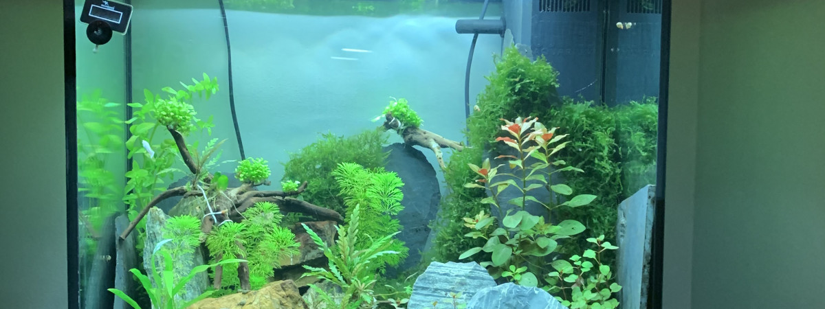 aquarium Gilles