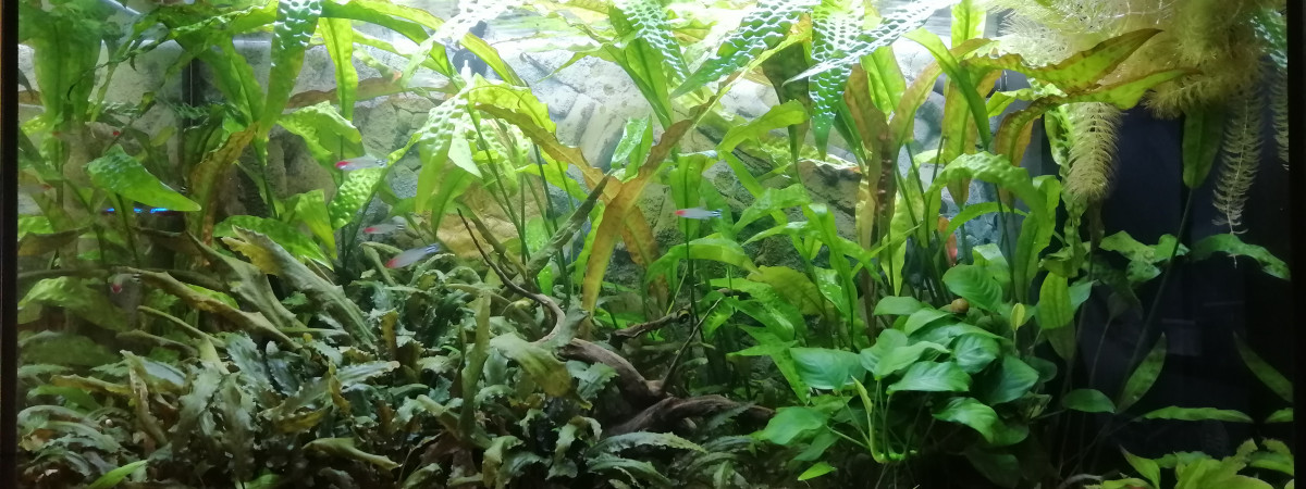 aquarium 125L communautaire