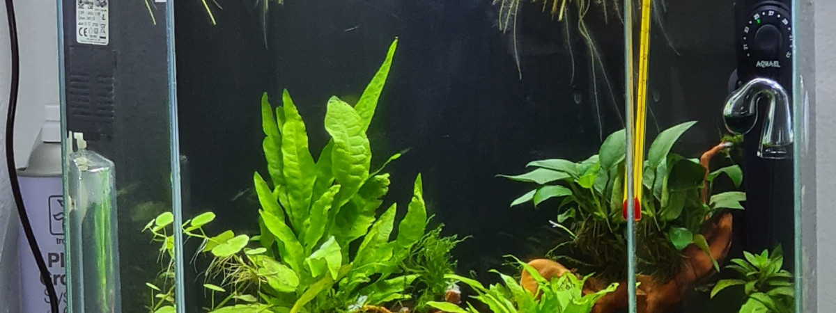 aquarium Jungle