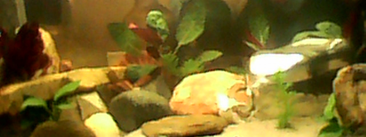 aquarium Corsicana Gaia