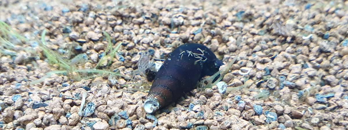 aquarium Projet Amazonien