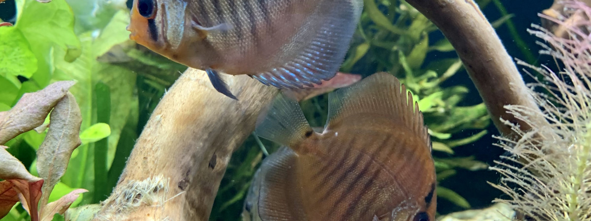aquarium Amazonien