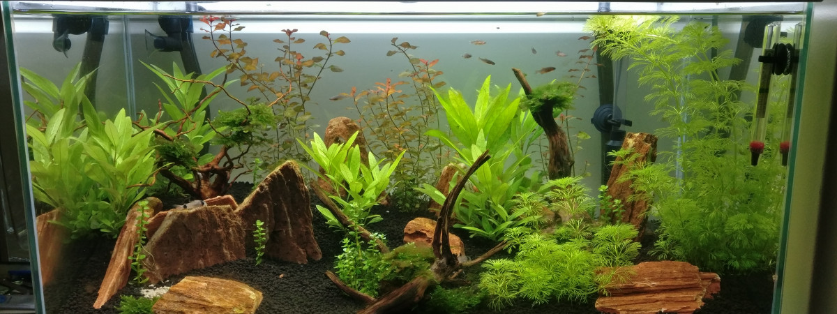 aquarium AlexDerby1