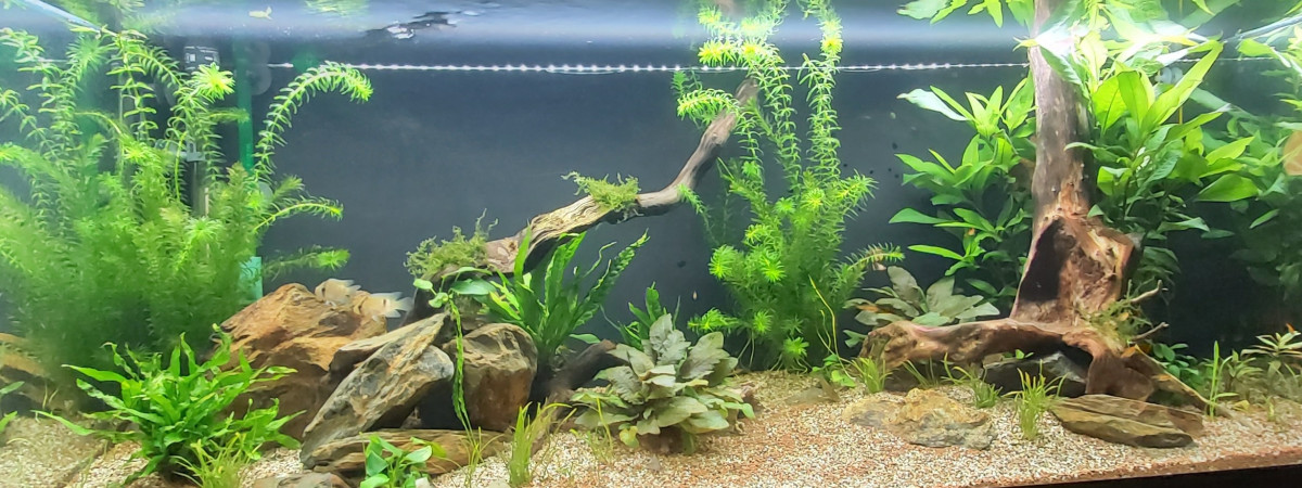 aquarium amazonien