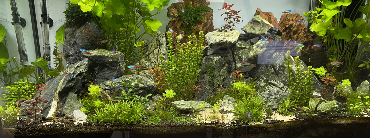 aquarium Aquatlantis 200l  aquascaping
