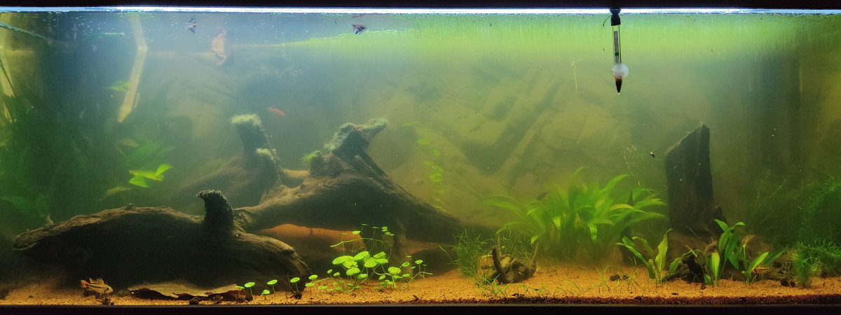 aquarium Amazonien low-tech