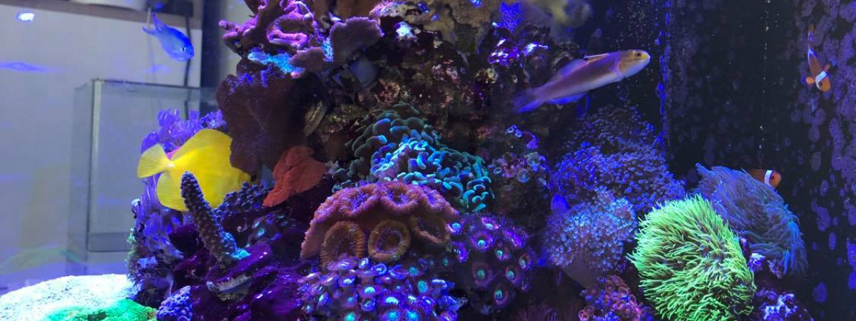 aquarium le recif de Lola