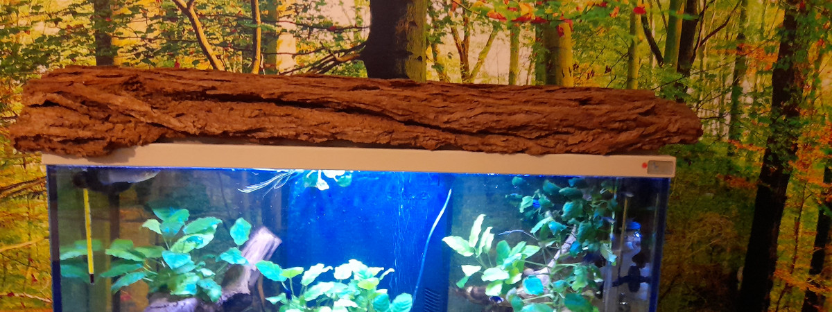 aquarium Aquarium  gourami