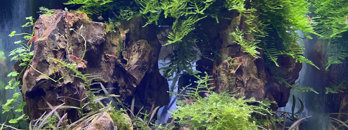 aquarium Nano 20l