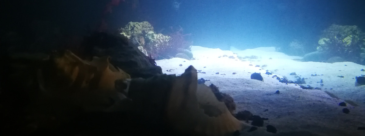 aquarium 1500l eau de mer bretagne