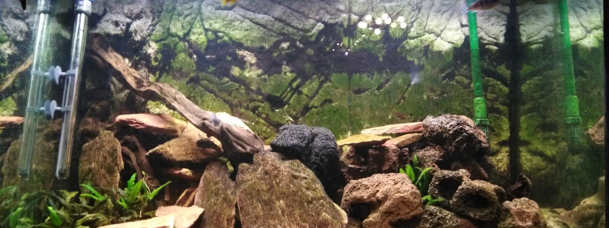 aquarium Malawi