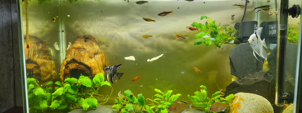 aquarium Aquarium 100 litres