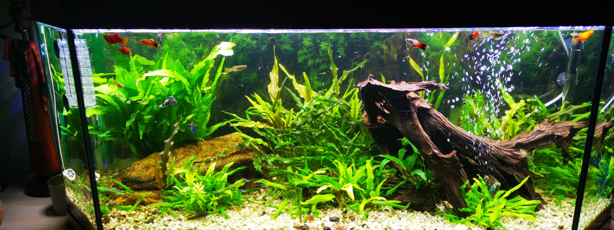aquarium mon aqua
