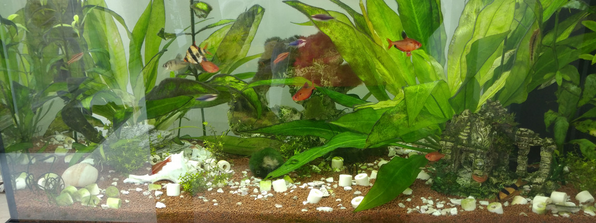 aquarium mon aquarium