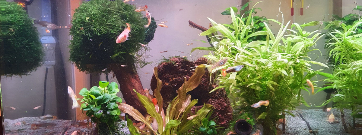 aquarium Cube