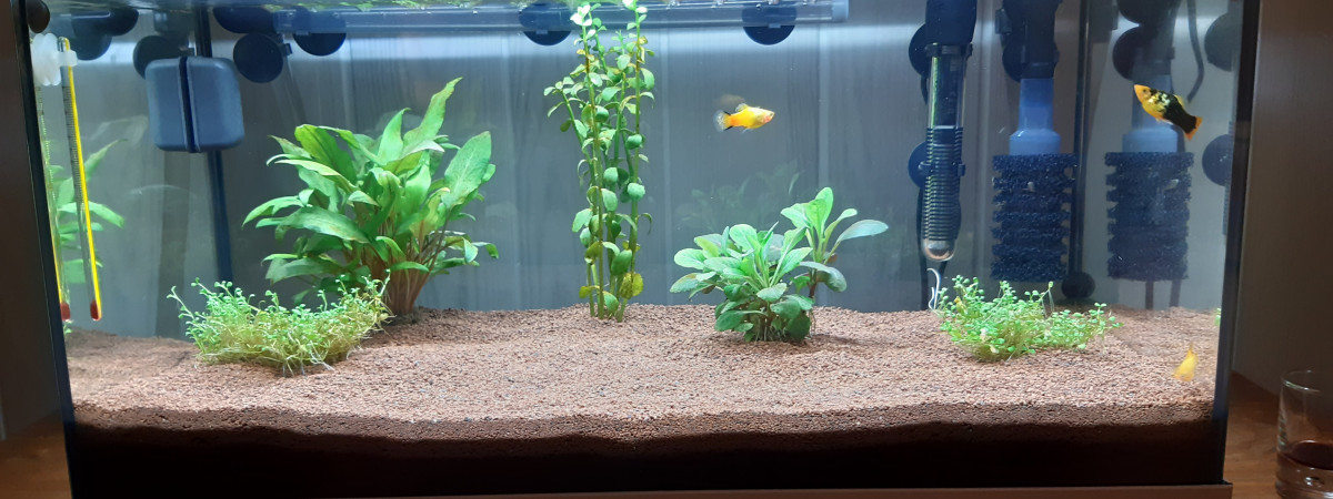 aquarium PLATY